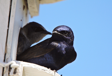 Purple Martin Bird Decline, Shotgun Pellet Pollution and Dead Batteries